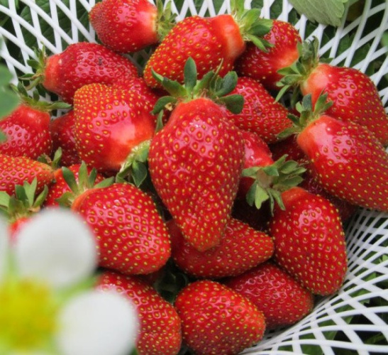 Земляника ранняя Флер 24шт.