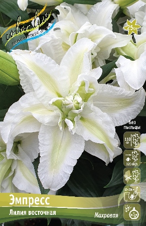 ЛИЛИЯ ORD ЭМПРЕСС 12/14 5 шт