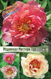 ПИОН ИТО-гибрид МЭДЖИКАЛ МИСТЕРИ ТУР 2/3 n 1 шт