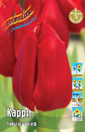 Тюльпан Карри 45см 11/12 50 шт
