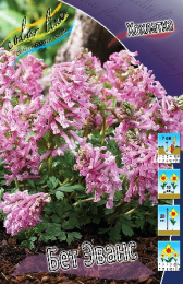 Хохлатка (Corydalis) Бет Эванс 20 5/+ 8 шт