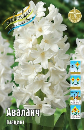 Тюльпан Каллахан 45см 11/12 50 шт
