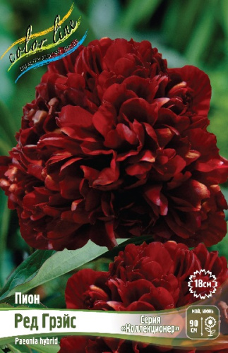 ПИОН COLLECTIONER РЕД ГРЭЙС 3/5 n 1 шт