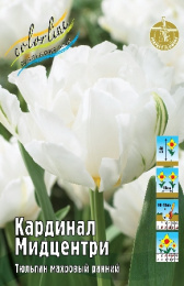 Тюльпан Кардинал Мидцентри 40см 11/12 7 шт