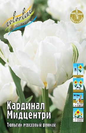 Тюльпан Кардинал Мидцентри 40см 11/12 7 шт