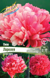 ПИОН COLLECTIONER ЛОРЕЛЕЯ 2/3 n 1 шт