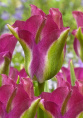 Тюльпан Грин Лов 40см 11/12 7 шт