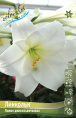 ЛИЛИЯ LO ЛИНКОЛЬН 12/14 5 шт