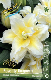 Лилия ORD ROSELILY ЛЮДВИНА 12/14 1 шт