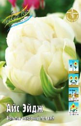 Тюльпан Кунюн 60см 11/12 50 шт
