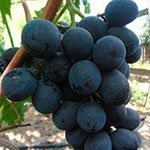 Виноград Очень ранний Руслан