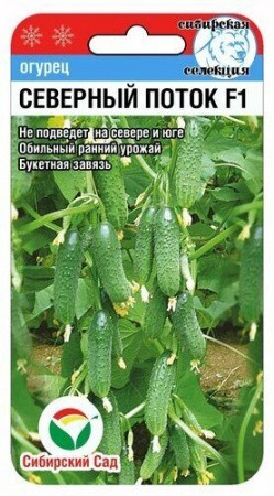 Огурец Северный поток F1 7шт (Сиб Сад)
