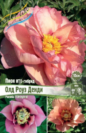 ПИОН ИТО-гибрид ОЛД РОУЗ ДЕНДИ 2/3 n 1 шт