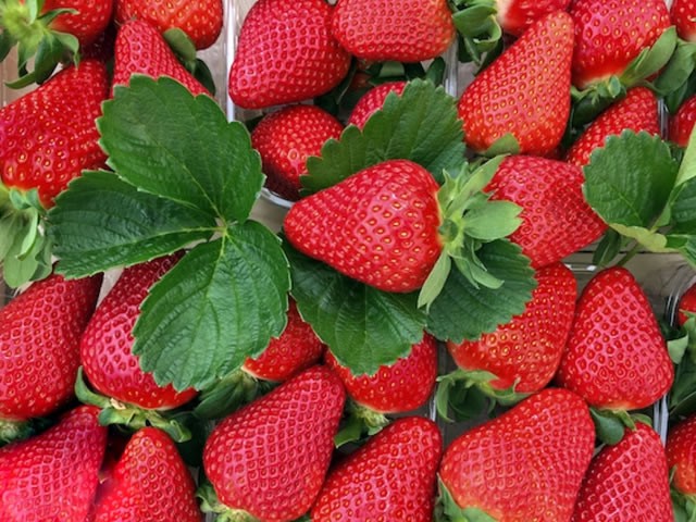 ЗЕМЛЯНИКА ранняя КВИКИ (24шт)