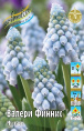 Мускари Валери Финнис 30 7/9 150 шт