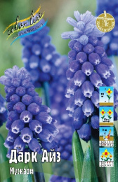 Мускари Дарк Айз 20 6/+ 150 шт