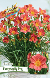 ЛИЛЕЙНИК EVERYDAYLILY РЕД I 1 шт