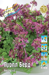 Хохлатка (Corydalis) Пурпл Бёрд 20 5/+ 50 шт