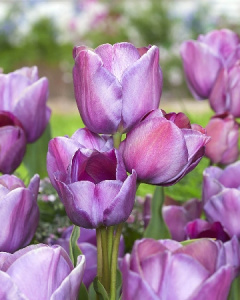 Тюльпан Блю Хевен 45см 11/12 2 шт