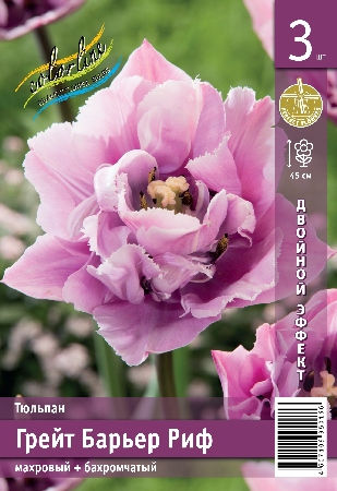Тюльпан Грейт Барьер Риф 45см 11/12 7 шт