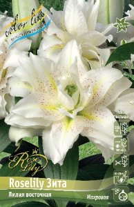 Лилия ORD ROSELILY ЗИТА 12/14 1 шт