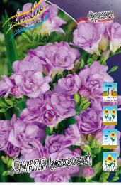 Фрезия Синяя, Махровая 60-70 5/6 10 шт