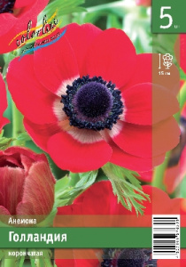Анемона Голландия 15 6/7 5 шт