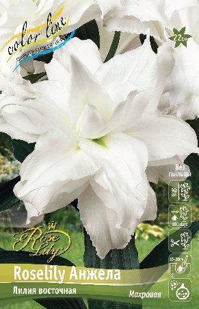 Лилия ORD ROSELILY АНЖЕЛА 12/14 1 шт