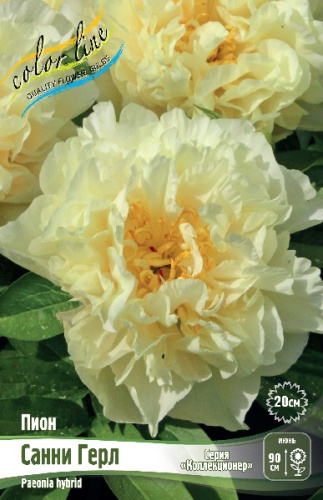 ПИОН COLLECTIONER САННИ ГЕРЛ 2/3 n 1 шт