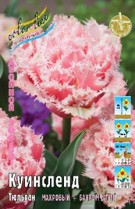 Тюльпан Куинсленд 45см 11/+ 2 шт