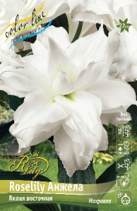 Лилия ORD ROSELILY АНЖЕЛА 12/14 1 шт