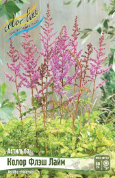 АСТИЛЬБА КОЛОР ФЛЭШ ЛАЙМ 2/3 n 1 шт