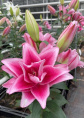 Лилия ORD ROSELILY ДЖАСМИНА 12/14 1 шт