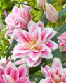 Лилия ORD ROSELILY МИКАЭЛА 12/14 1 шт