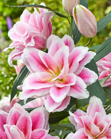 Лилия ORD ROSELILY МИКАЭЛА 12/14 1 шт