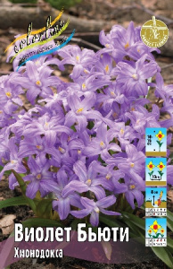 Хионодокса Виолет Бьюти 10-15см 5/+ 100 шт