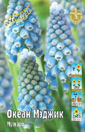 Мускари Океан Мэджик 30 8/9 150 шт