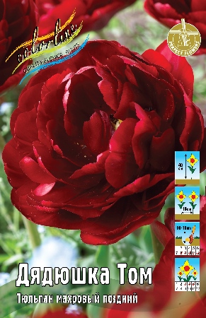 Тюльпан Дядюшка Том 40см 11/12 50 шт