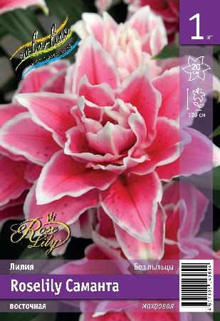 ЛИЛИЯ ORD ROSELILY САМАНТА 12/14 5 шт