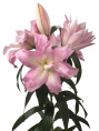 ЛИЛИЯ ORD ROSELILY РАМОНА 12/14 5 шт