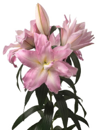 ЛИЛИЯ ORD ROSELILY РАМОНА 12/14 5 шт
