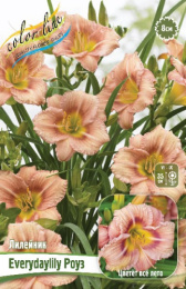 ЛИЛЕЙНИК EVERYDAYLILY РОУЗ I 1 шт