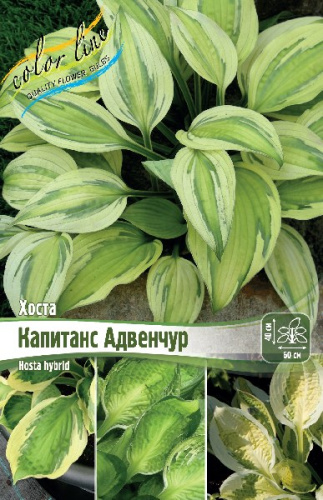 ХОСТА КАПИТАНС АДВЕНЧУР 1 n 1 шт