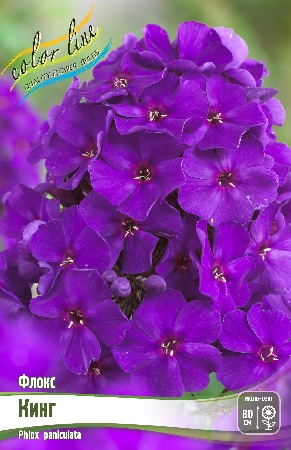 ФЛОКС КИНГ (ЗЕ КИНГ) I 2 шт
