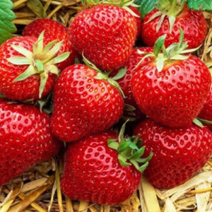 Земляника поздняя Магнус 24шт