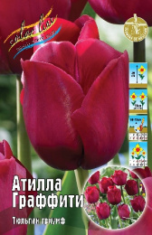 Тюльпан Атилла Граффити 45см 11/12 75 шт