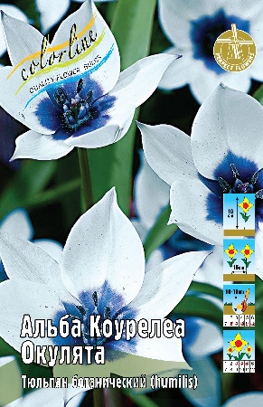 Тюльпан Альба Коурелеа Окулята 10см 6/7 5 шт