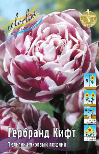 Тюльпан Гербранд Кифт 45см 11/12 75 шт