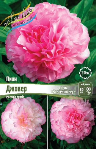 ПИОН COLLECTIONER ДЖОКЕР 2/3 n 1 шт
