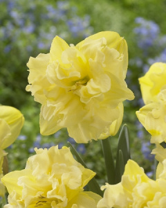 Нарцисс Сейлормэн 35см 12/14 1 шт